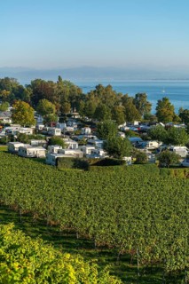 Campsite, caravan, blue sky, vineyards, Hagnau am Lake Constance, Baden-Württemberg, Germany,