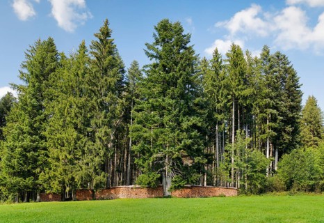Wood Scheiterbeige at the edge of pine forest, Switzerland, Europe