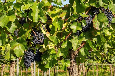 Ripe Pinot Noir grapes in the Palatinate. The 2023 vintage is exceptionally good