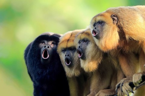 Black howler (Alouatta caraya), one male and three females calling, portrait, male, female, South