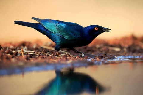 Red-shouldered Glossy Starling (Lamprotornis nitens), adult, at the water, drinking, Kruger