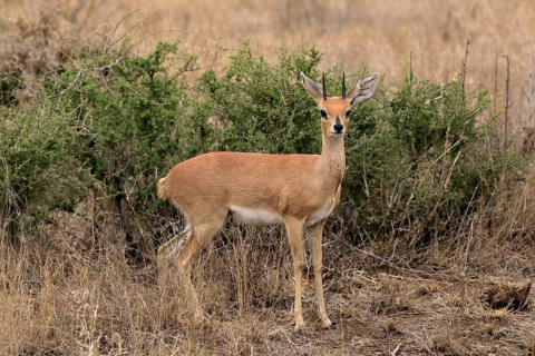 Steenbok (Raphicerus campestris), adult, male, foraging, vigilant, dwarf antelope, Kruger National