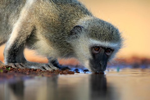 Vervet Monkey (Chlorocebus pygerythrus), adult, drinking, portrait, at the water, Kruger National