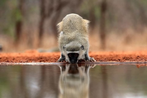 Vervet Monkey (Chlorocebus pygerythrus), adult, drinking, at the water, Kruger National Park,