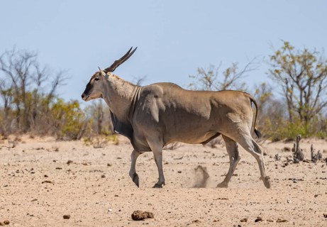 Common eland (Taurotragus oryx), adult male, Etosha National Park, Namibia, Africa