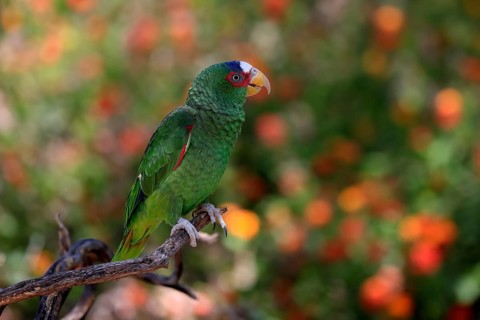 White-fronted amazon (Amazona albifrons), adult, in perch, Sonora Desert, Arizona, North America,
