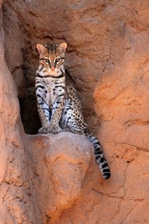Ocelot (Leopardus pardalis), adult, sitting, at the den, alert, Sonora Desert, Arizona, North