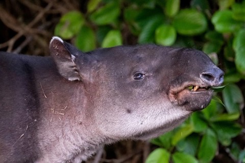 Baird's tapir (Tapirus bairdii), juvenile, animal portrait, in the rainforest, Corcovado National