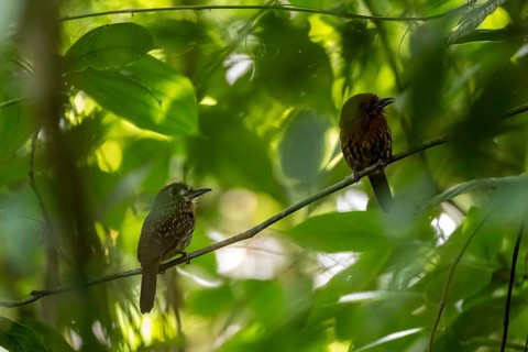 White-tailed Puffbird (Malacoptila panamensis) two birds sitting on a branch, tropical rainforest,