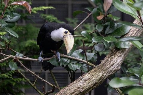 Toco toucan (Ramphastos toco), Vogelpark Walsrode, Lower Saxony, Germany, Europe