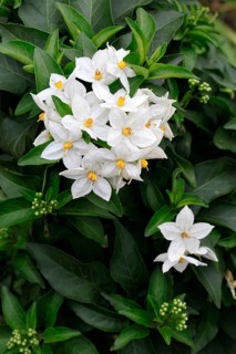 Solanum laxum (Solanum laxum), flowering, flower, Ellerstadt, Germany, Europe