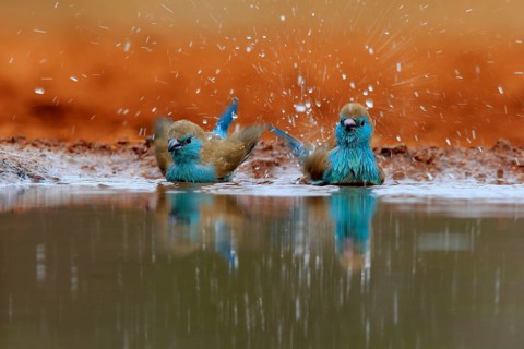 Angolan butterfly finch (Uraeginthus angolensis), blue-eared butterfly finch, adult, two birds, at