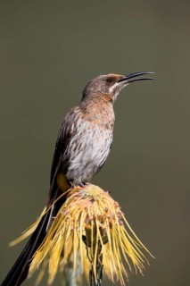 Cape Honeybird (Promerops cafer), adult, male, singing, on flower, Protea, Kirstenbosch Botanical