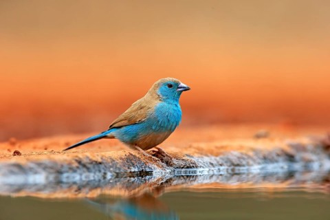 Blue waxbill (Uraeginthus angolensis), Angola butterfly finch, adult, at the water, Kruger National