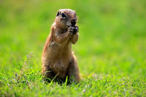 Cape ground squirrel (Xerus inauris), adult, alert, standing upright, feeding, Mountain Zebra
