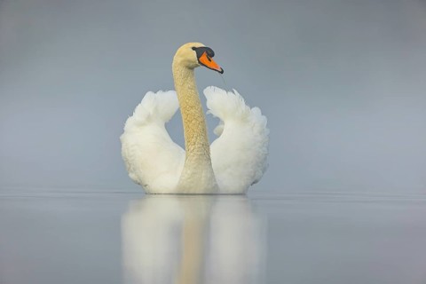 Mute swan, (Cygnus olor), romantic morning mood, Wagbachniederung, Wagh‰usl, Baden-Württemberg,