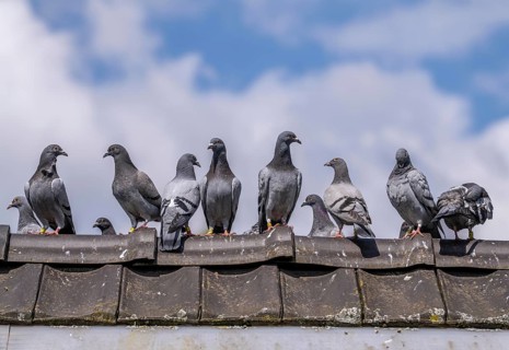 Carrier pigeons, on a pigeon loft, pigeon fancier, Mülheim, North Rhine-Westphalia, Germany, Europe