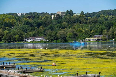 Mowing boat Nimmersatt, of the Ruhrverband, tries to keep the green plant carpet on the Lake