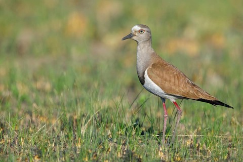 Black-winged Lapwing, (Vanellus melanopterus), Midmar Nature Reserve, Howick, KwaZulu-Natal, South