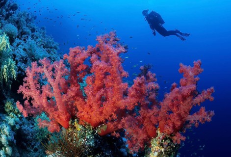 Several branches of stems of red soft coral (Dendronephthya) growing in coral reef on coral block