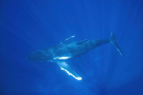 Humpback whale (Megaptera novaeangliae) sleeps in 10 metres of water in the ocean, Pacific, South