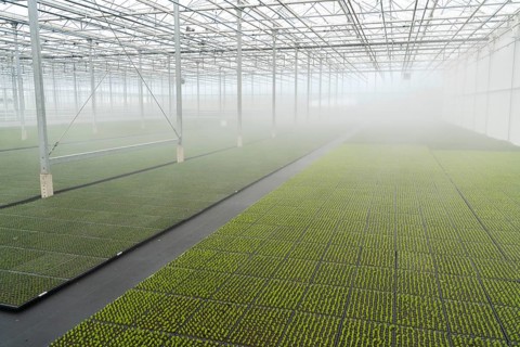 Garden nursery, cuttings, heather, broom heather plants, Calluna vulgaris, in the propagation