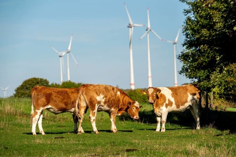 Cows on a pasture, wind farm near Bad Wünneberg, East Westphalia Lippe, North Rhine-Westphalia,
