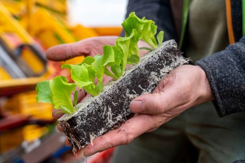 Lettuce plants, in press pots, they are planted in a field with a planting machine, agriculture,