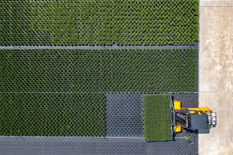 Horticultural business, broom heather plants, in flower pots, outdoors, Calluna vulgaris, are cut