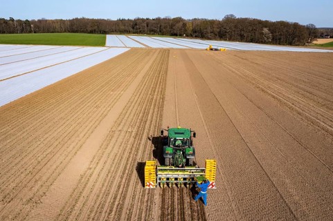 Vegetable cultivation, celery plants are planted in the field with a planting machine,