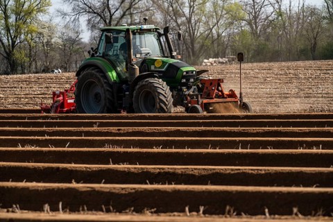 A farmer builds asparagus ridges on a field with the help of an asparagus tiller, in which the