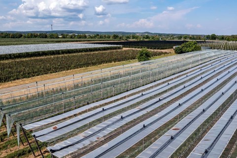 Fruit growing, berry crops, protective nets against birds, hail, heavy rain, Germany, Europe