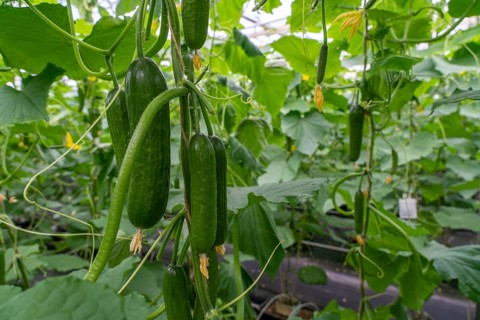 Cultivation of mini cucumbers, snack cucumbers, in a greenhouse, near Straelen, North