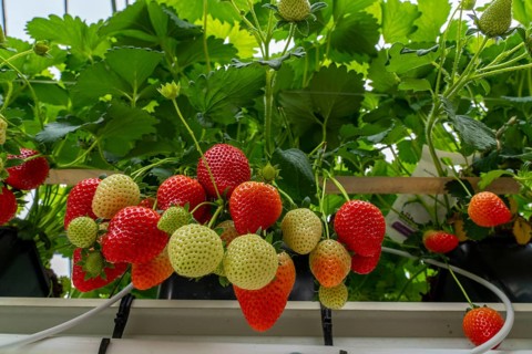 Strawberry cultivation in a greenhouse, strawberry plants with berries at different stages of