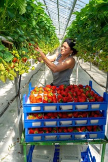 Harvesting strawberries, harvest helper, strawberry cultivation in the greenhouse, young strawberry