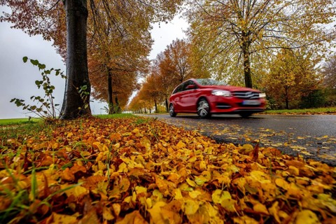 Country road, autumn, fog, rainy weather, tree avenue, wet road, leaves