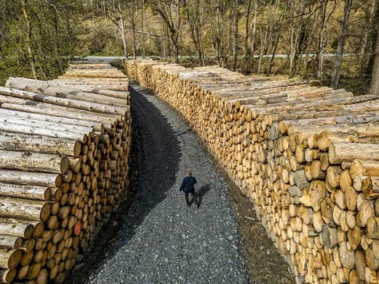 Felled, stacked spruce trunks, forest dieback in the Arnsberg Forest nature park Park, over 70 per