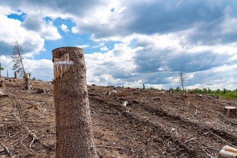 Forest dieback in Sauerland, north of Lüdenscheid, cleared area, diseased trees, over 70 per cent