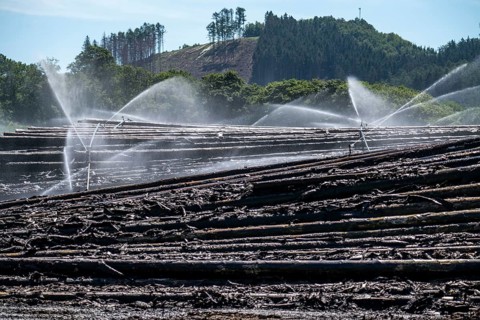 Wet wood storage of a sawmill, timber that is stored longer is sprinkled with water so that the