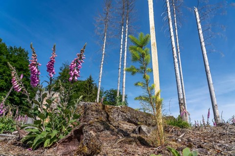 Reforestation in the Arnsberg Forest near Hirschberg, Soest district, young conifers, green Douglas