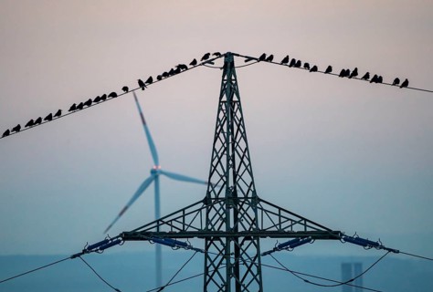 Many birds, rooks, sitting on a high-voltage power line after sunset, wind power plants, Hamm,