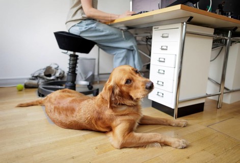 Symbolic image on the subject of office dogs. A Golden Retriever lying in an office, taken in