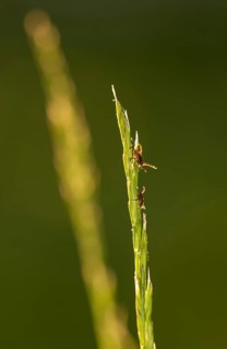 Two ticks, castor bean tick (Ixodes ricinus), lurking on a blade of grass in a meadow, female (top)