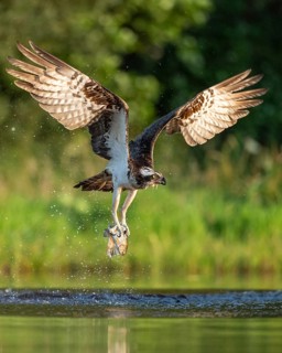 Western osprey (Pandion haliaetus) hunting, Aviemore, Scotland, Great Britain