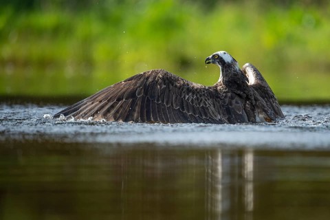 Western osprey (Pandion haliaetus) hunting, Aviemore, Scotland, Great Britain