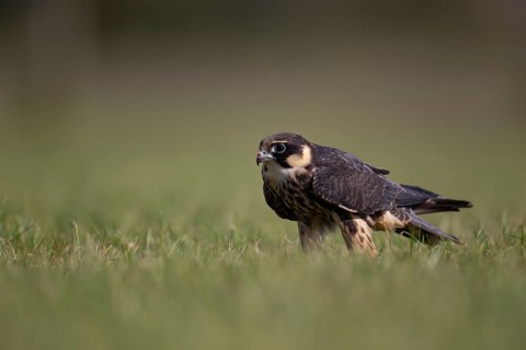 European hobby (Falco subbuteo) adult bird on a grass field, England, United Kingdom, Europe