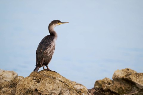 Common shag (Gulosus aristotelis) juvenile, Istria, Croatia, Europe
