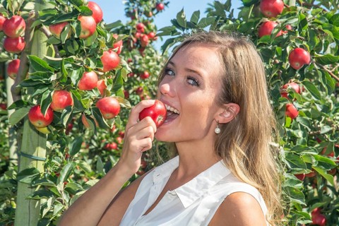 Young attractive blonde smiling woman picking apple in Scania fruit district, Kivik, Österlen,