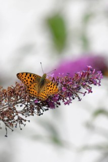 Silver-washed fritillary (Argynnis paphia) on flower panicle of butterfly-bush (Buddleja davidii),