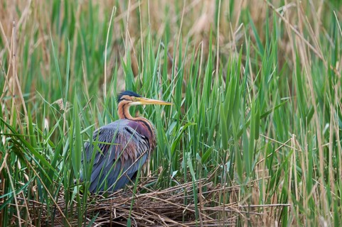 Purple heron (Ardea purpurea) at the nest, Baden-Württemberg, Germany, Europe